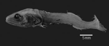 Media type: image; Ichthyology 128294